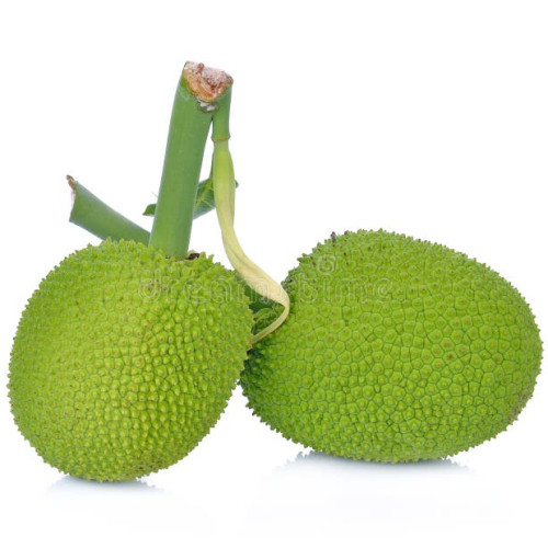 Bread-fruit